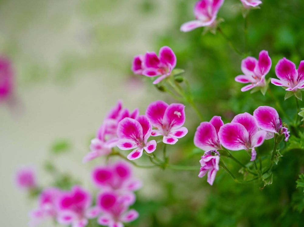 ペラルゴニウム