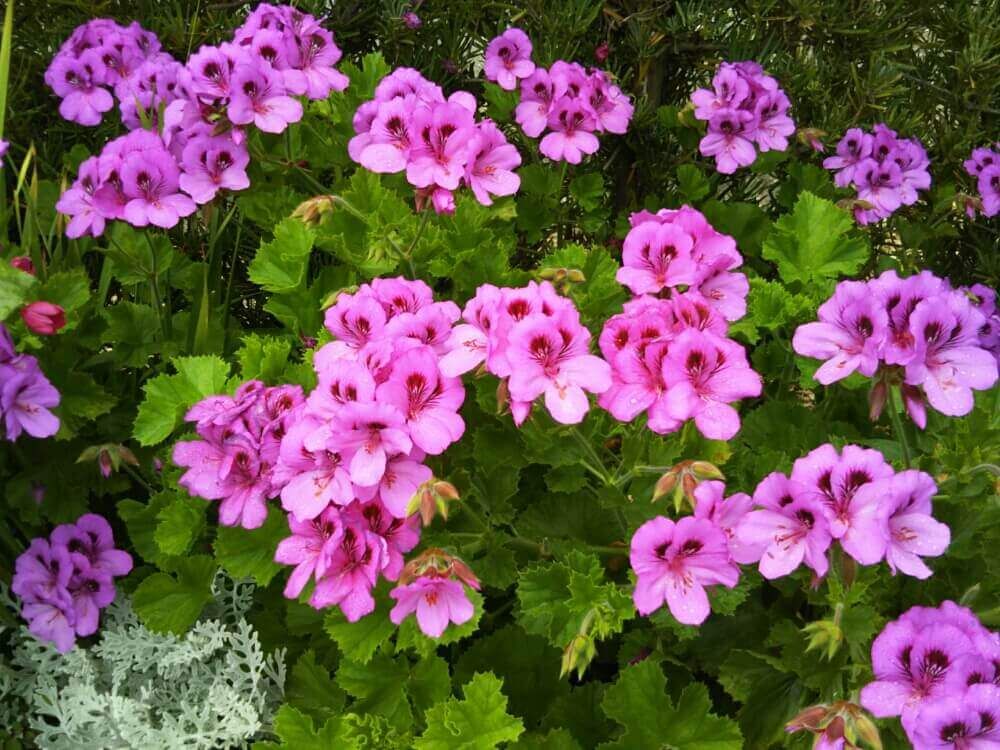 ペラルゴニウム