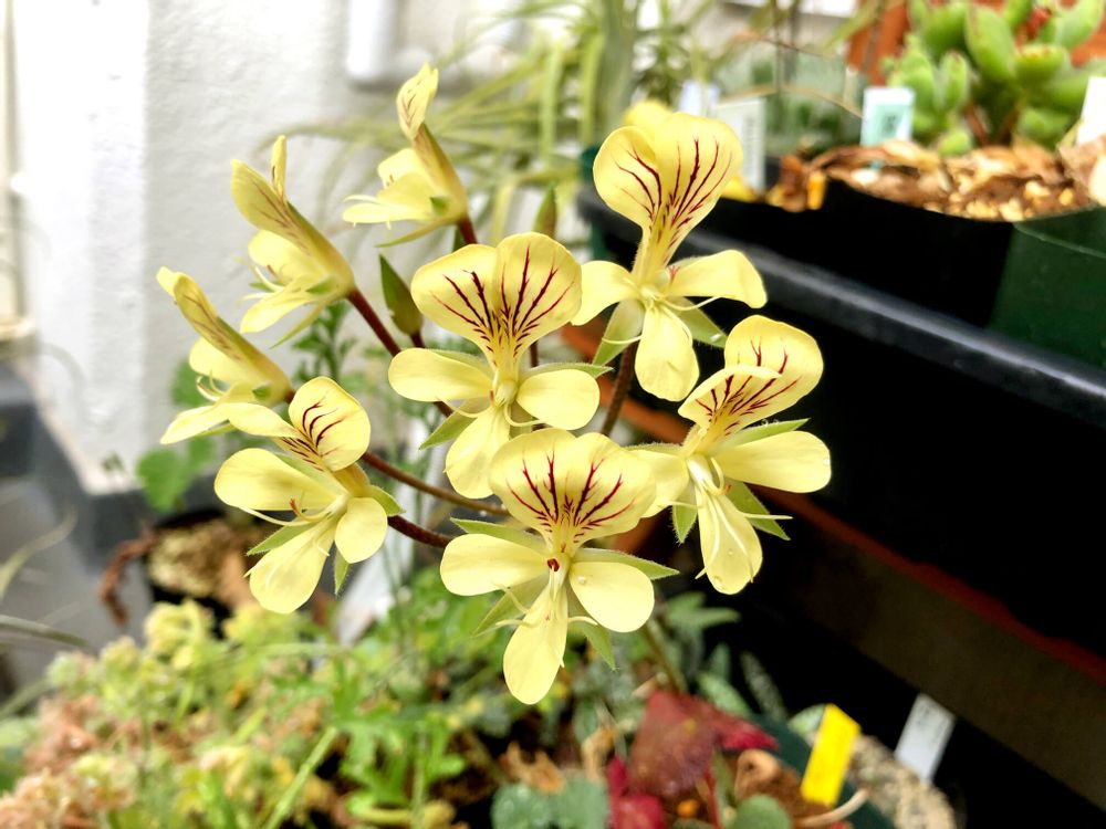 ペラルゴニウム