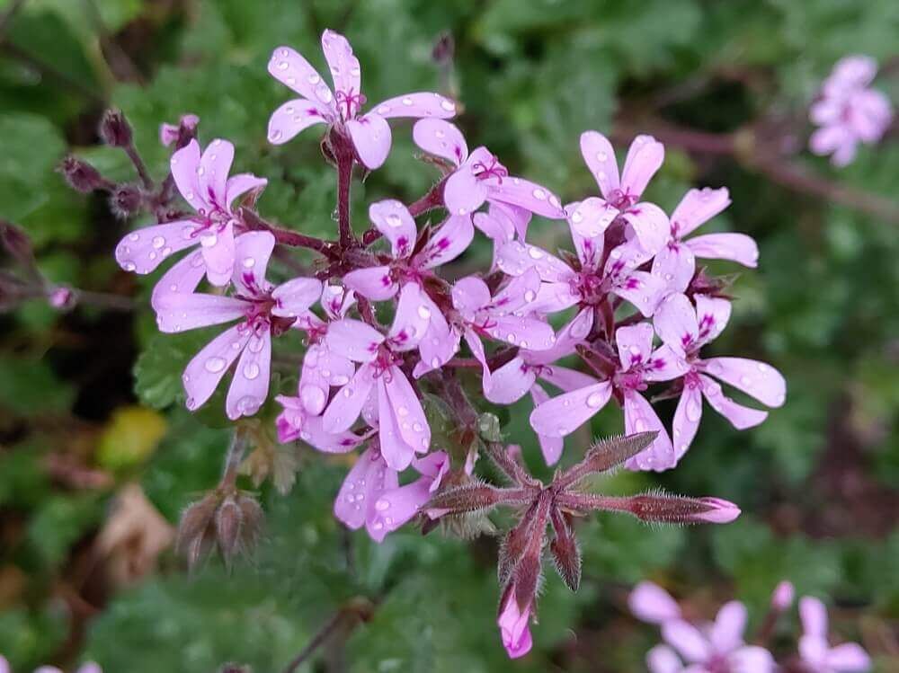 ペラルゴニウム