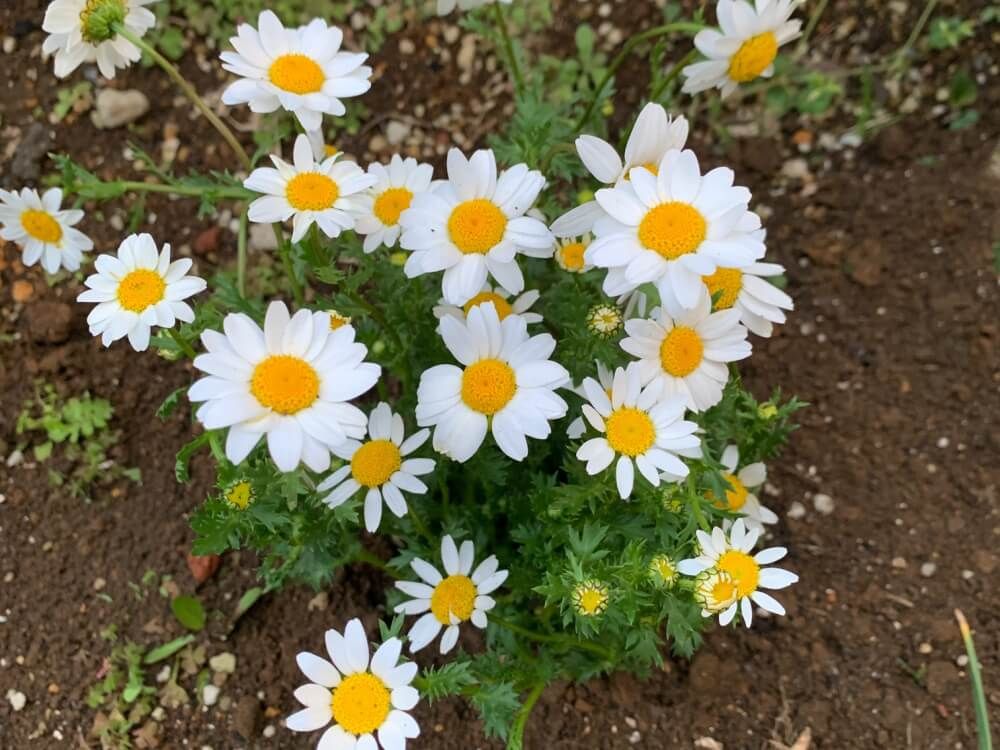 ノースポール・パルドーサム