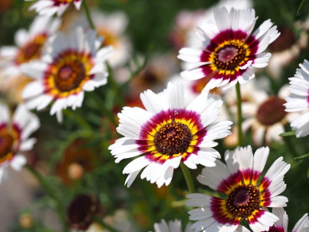 ノースポール　ハナワギク　白い花