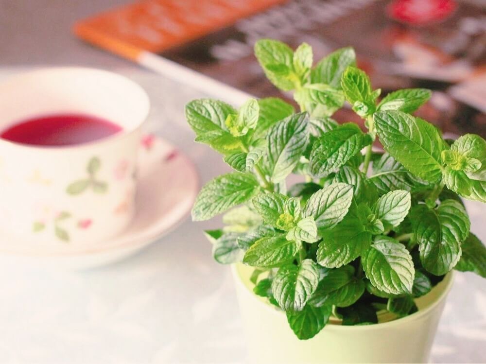 『水滴が滴るおうちの植物をマクロレンズで撮ろう』　