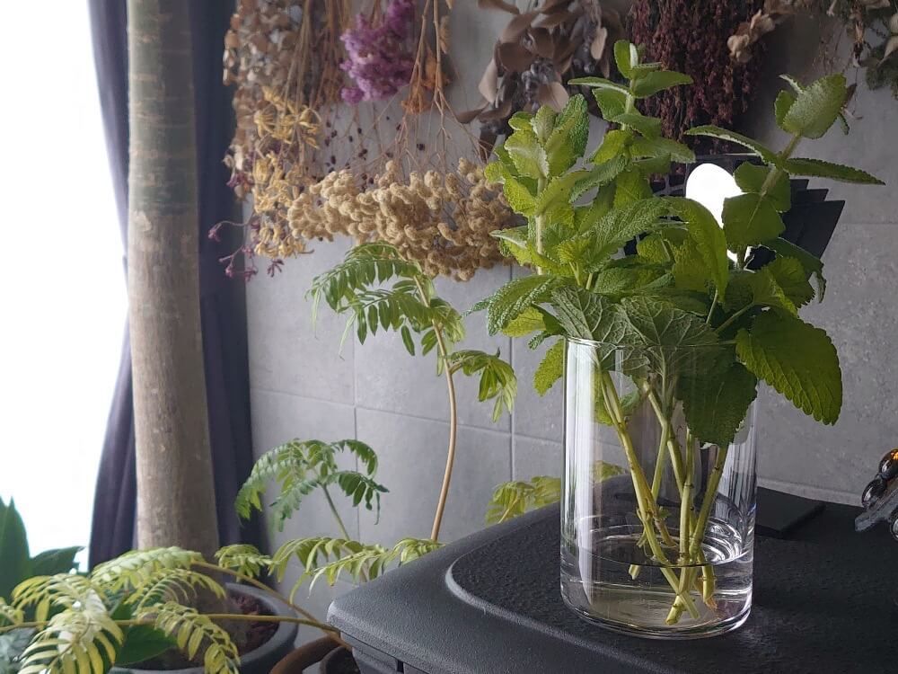 ハーブ　アップルミント 花瓶