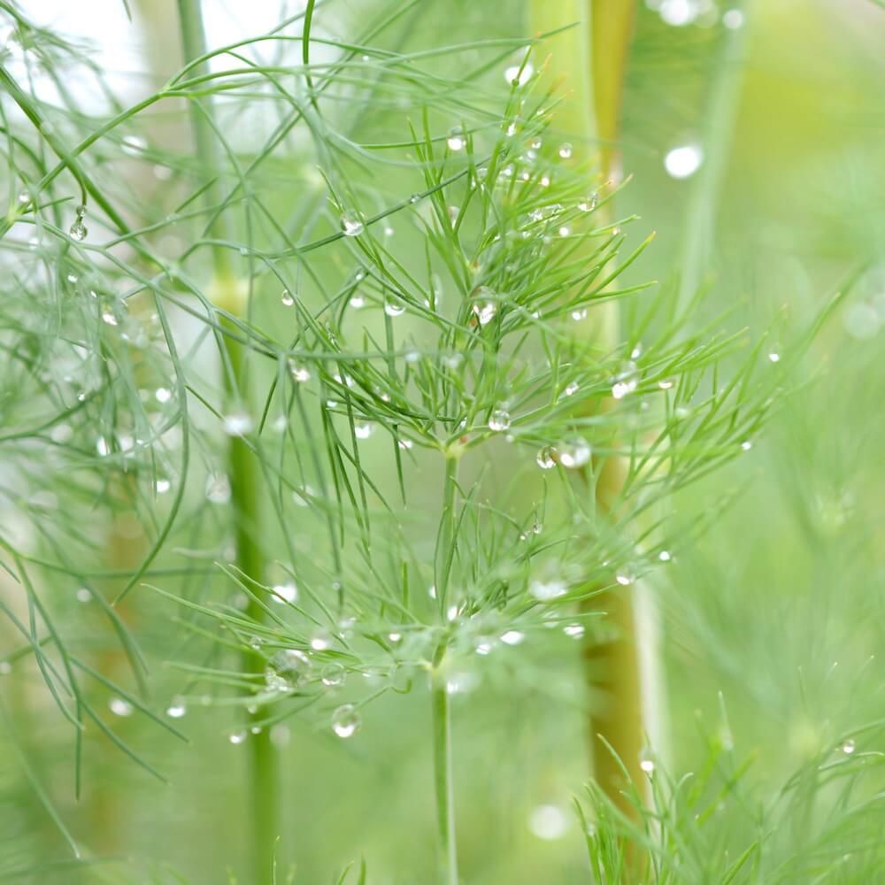 ディル　ハーブ　