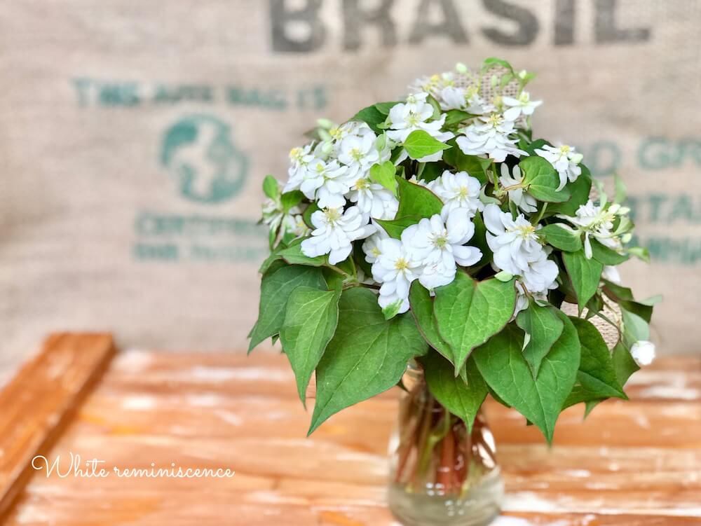 ハーブ　どくだみ　花瓶　ドクダミ