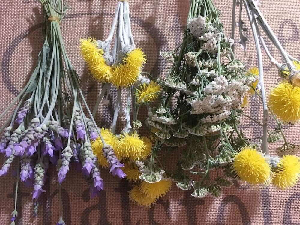 ラベンダー　サントリナ　ドライフラワー　ハーブ