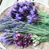 ラベンダーの種類・品種｜花の特徴や香りの強さの違いは？の画像