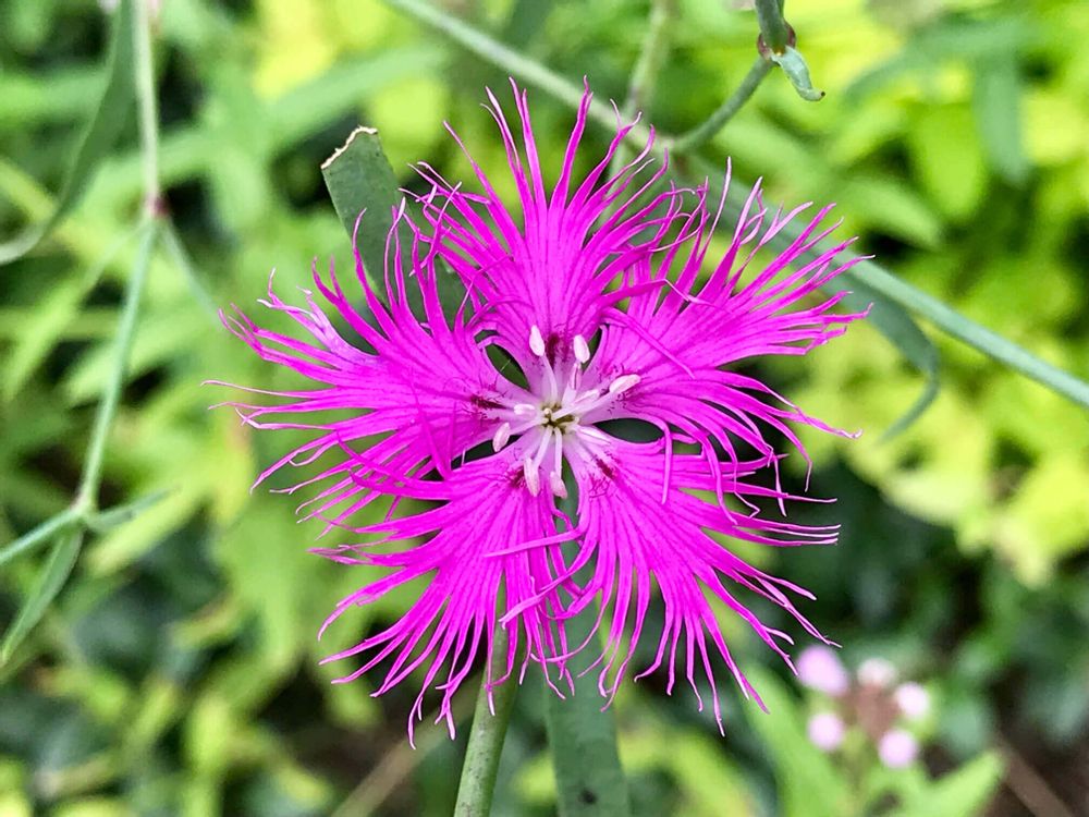 カワラナデシコ