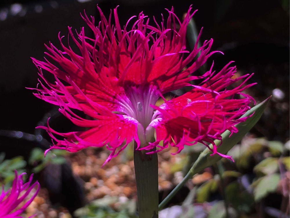 カワラナデシコ