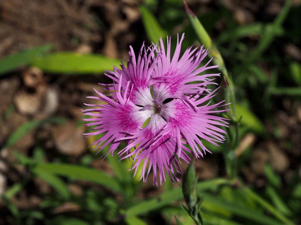 カワラナデシコ