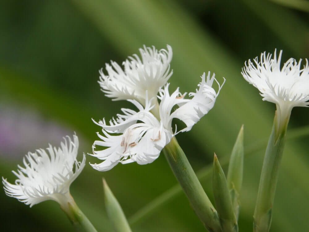 カワラナデシコ