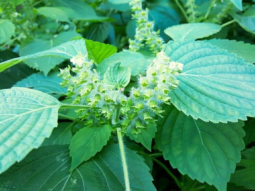 エゴマ　えごま　荏胡麻　ハーブ