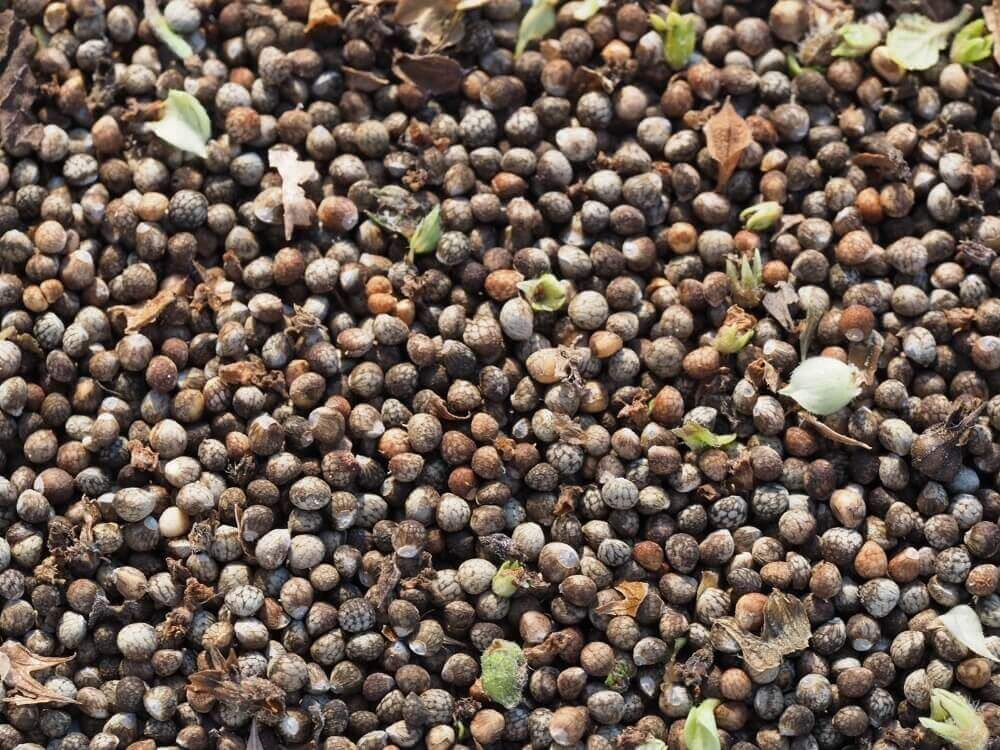 エゴマ　えごま　荏胡麻　ハーブ