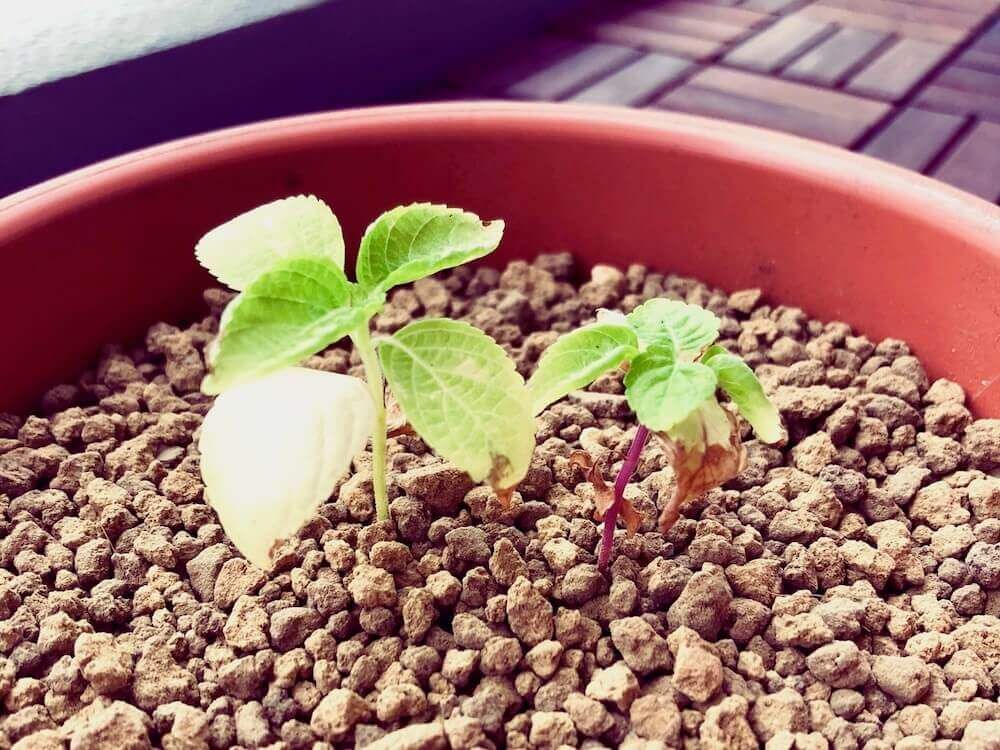 エゴマ　えごま　荏胡麻　ハーブ