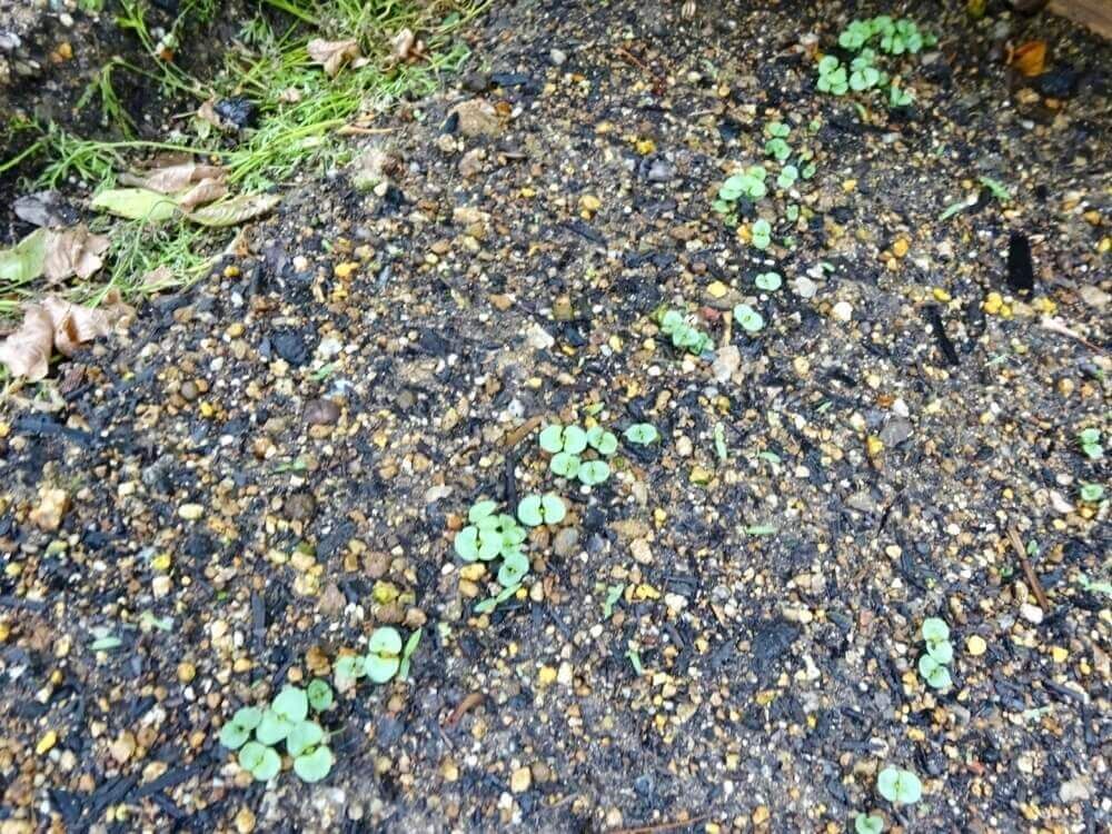 エゴマ　えごま　荏胡麻　ハーブ