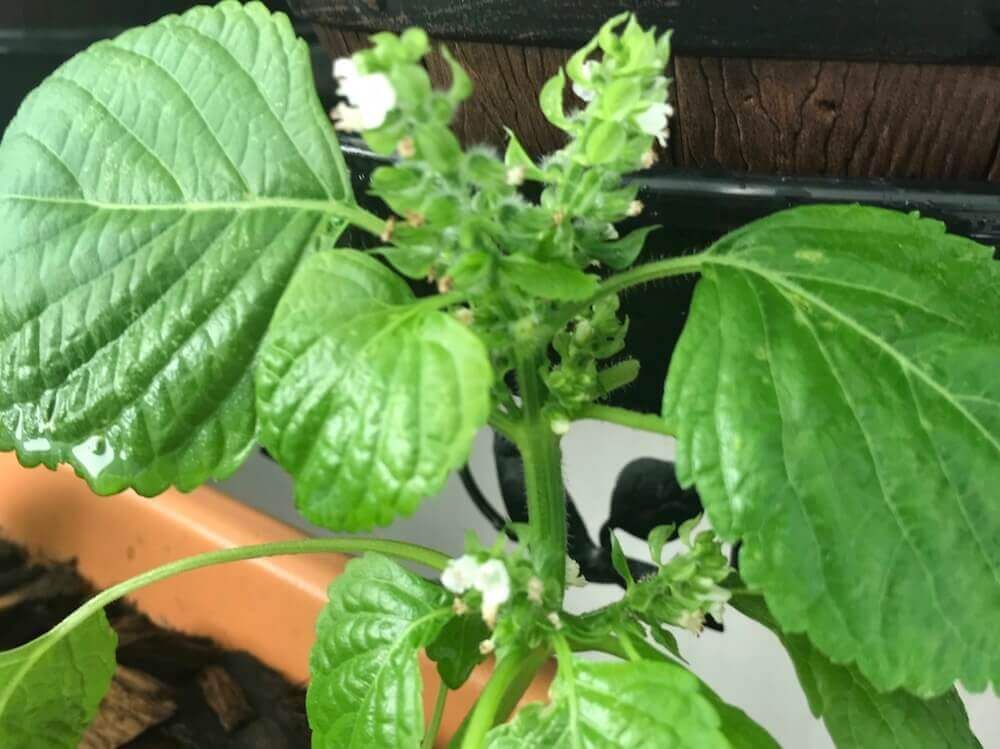 エゴマ　えごま　荏胡麻　ハーブ