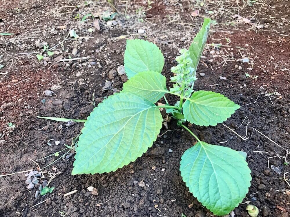 エゴマ　えごま　荏胡麻　ハーブ