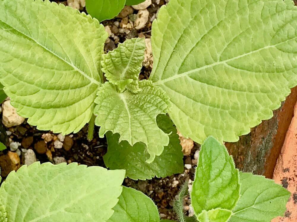 エゴマ 荏胡麻 の花言葉 葉の効能や栄養 花の特徴は Greensnap グリーンスナップ