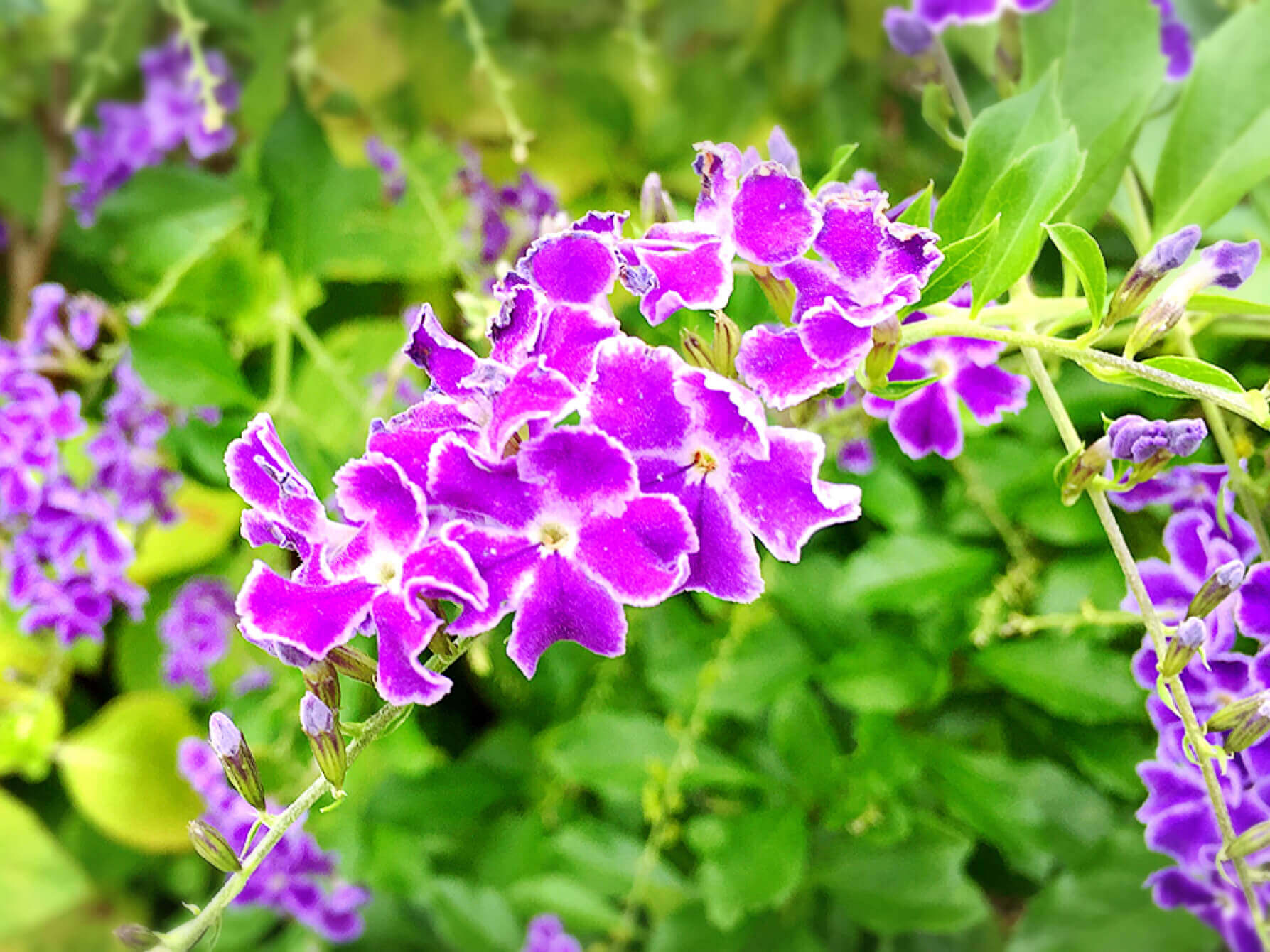 デュランタの花言葉 人気の種類や品種 花の特徴は Greensnap グリーンスナップ