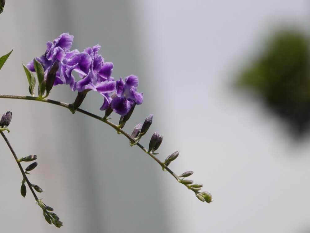 デュランタの花言葉 人気の種類や品種 花の特徴は Greensnap グリーンスナップ
