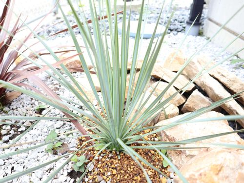 ユッカの花言葉 意味や由来 特徴は Greensnap グリーンスナップ