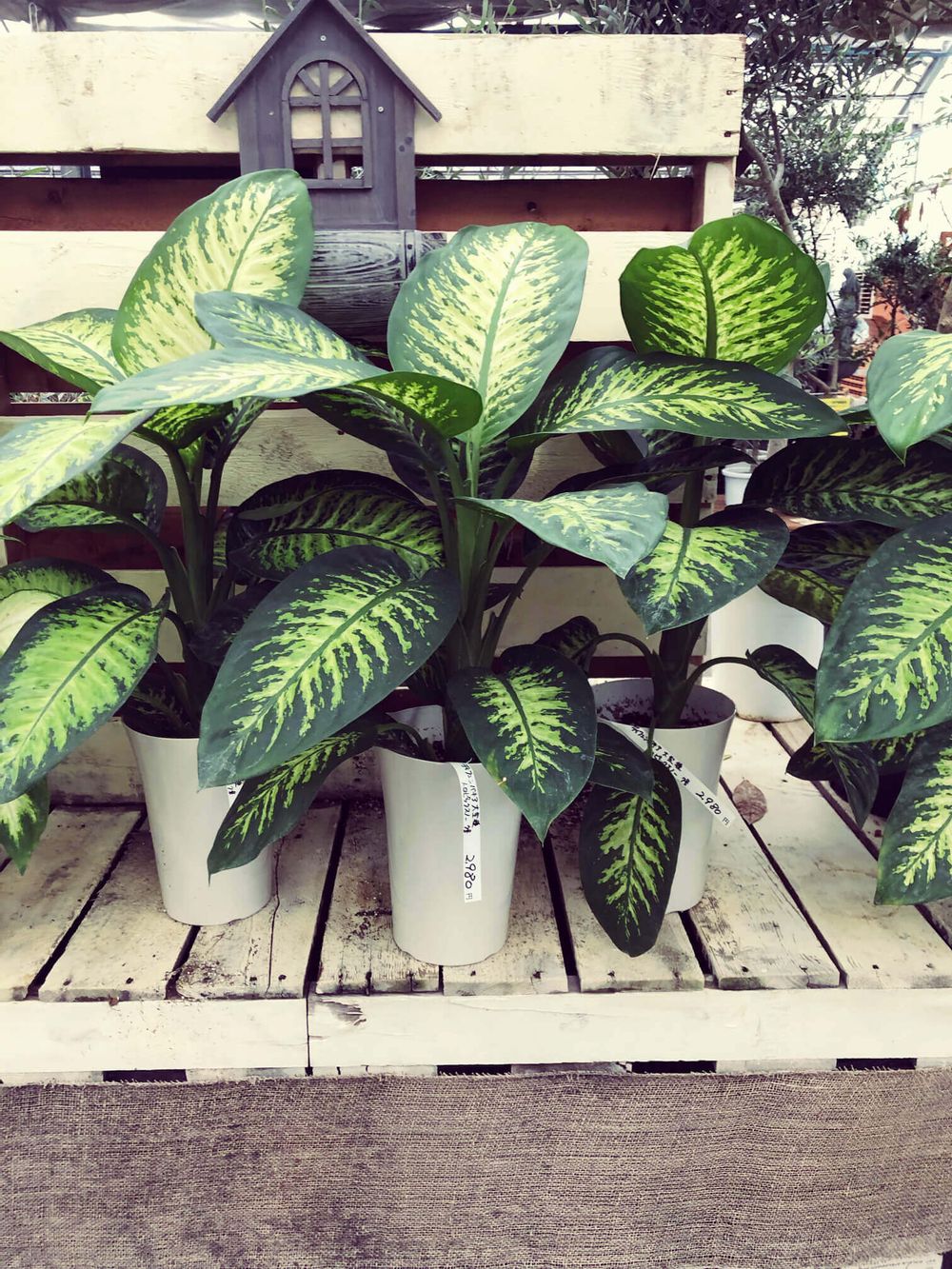 ディフェンバキア