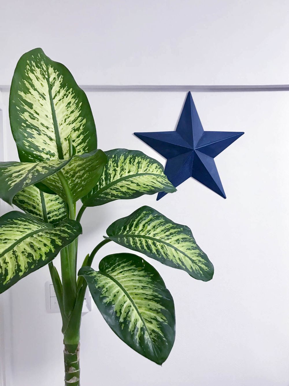 ディフェンバキア