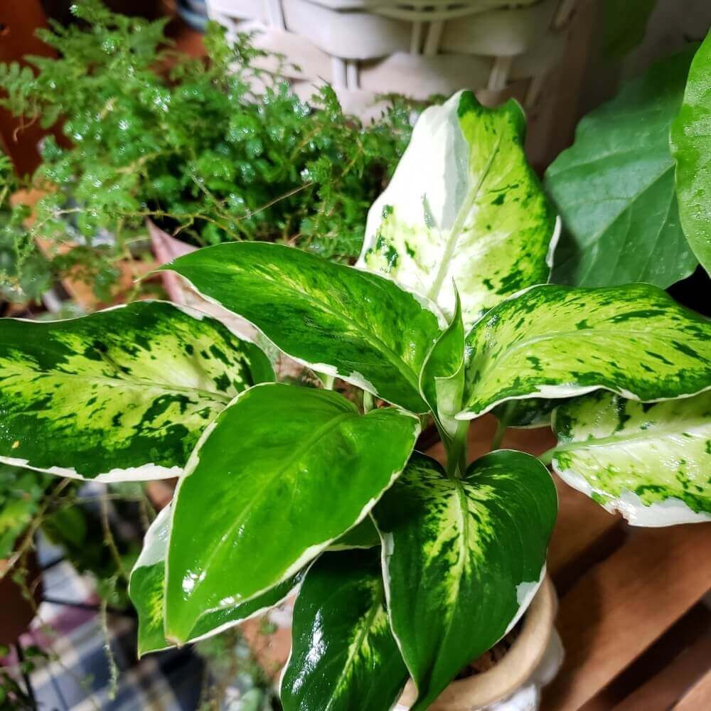 ディフェンバキア