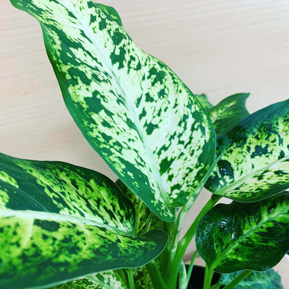 ディフェンバキア