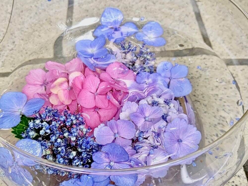 アジサイ　紫陽花