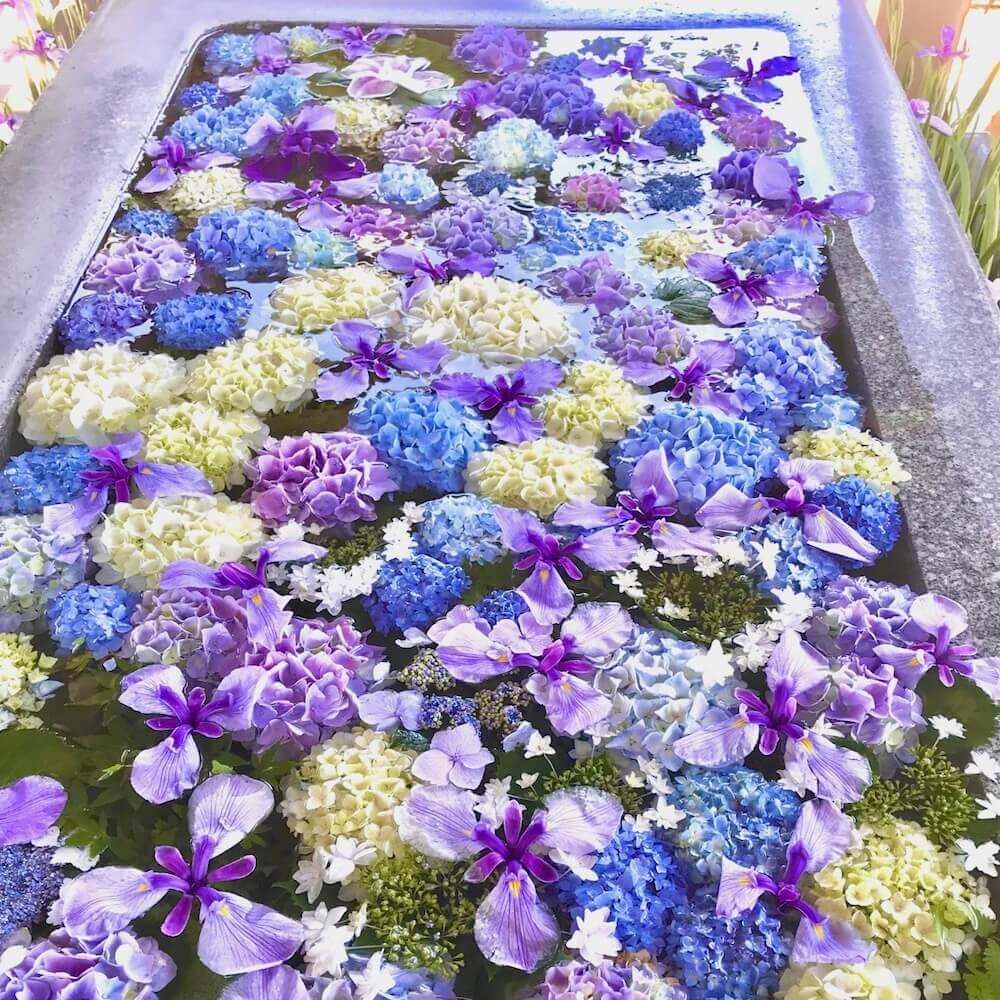 アジサイ　紫陽花