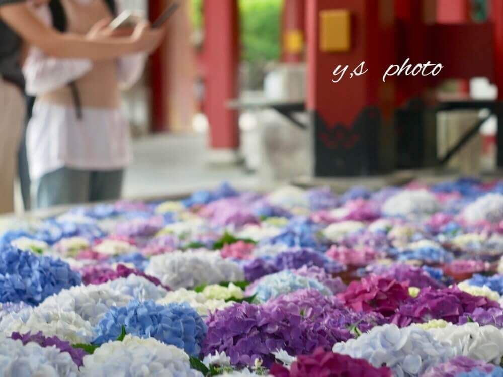 アジサイ　紫陽花