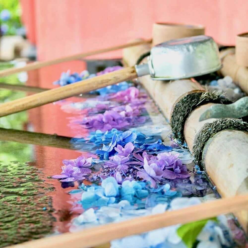 アジサイ　紫陽花