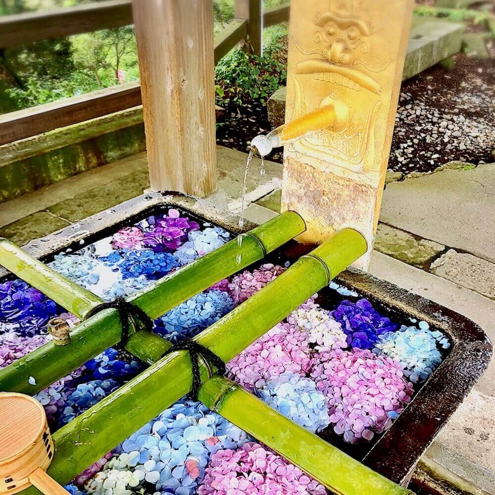 アジサイ　紫陽花