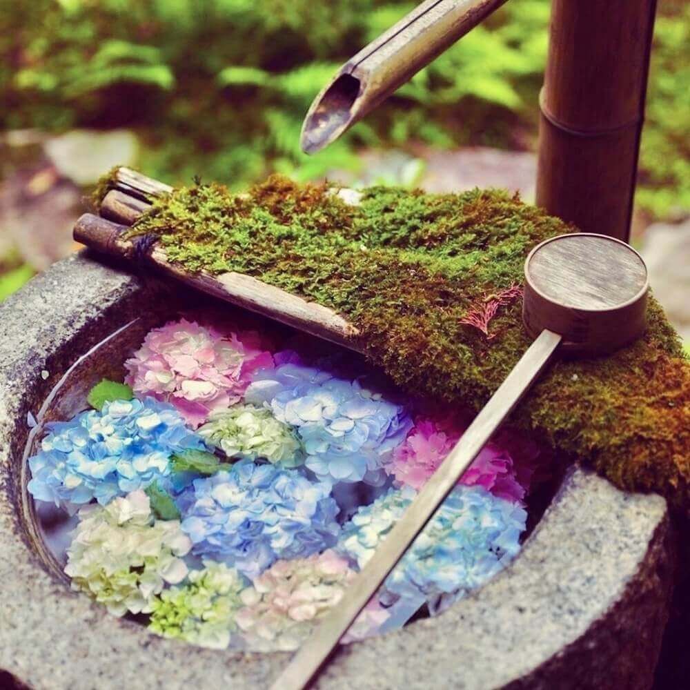 アジサイ　紫陽花