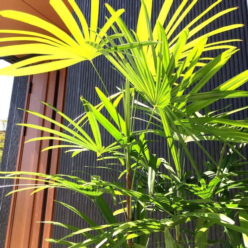 シュロチクの花言葉 特徴や風水 おすすめの置き場所は Greensnap グリーンスナップ