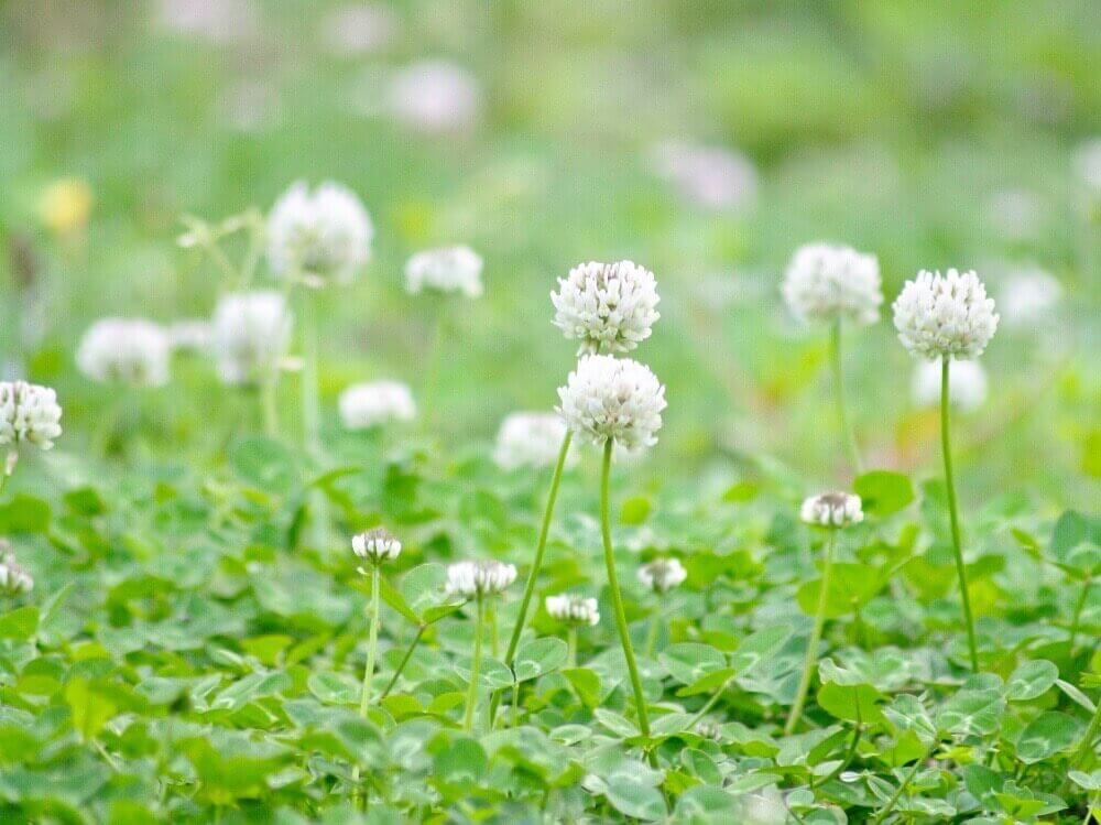 シロツメクサ　クローバー　白詰草　白い花