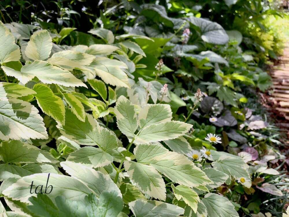 エゴポディウム　グランドカバー