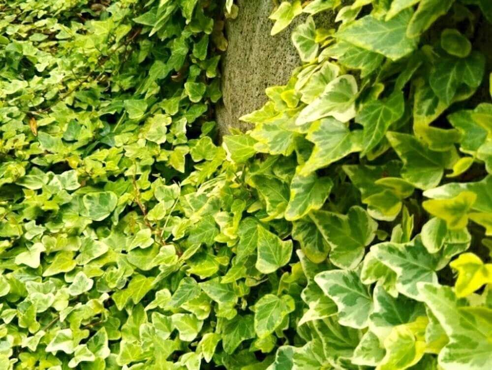 アイビー　へデラ　グランドカバー