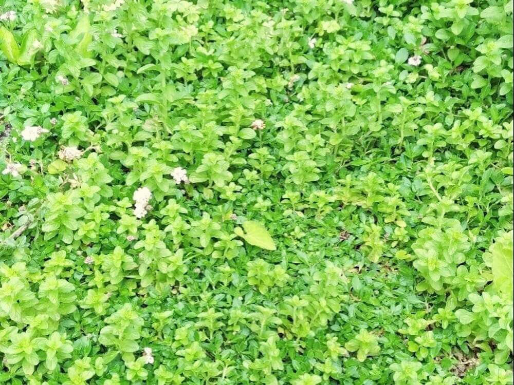 グランドカバーのおすすめ植物18選 日陰や踏みつけに強いのは Greensnap グリーンスナップ
