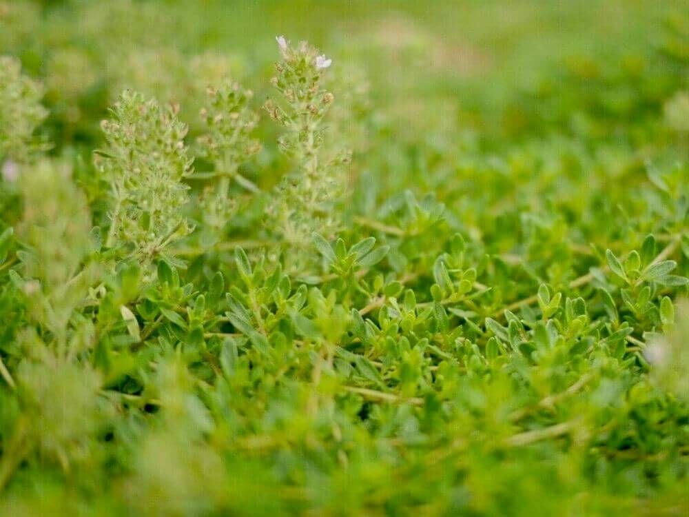 タイム　レイタータイム　グランドカバー　ハーブ