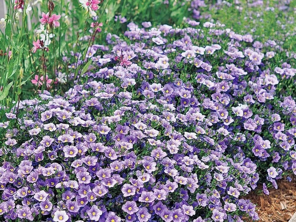 ニーレンベルギア　グランドカバー