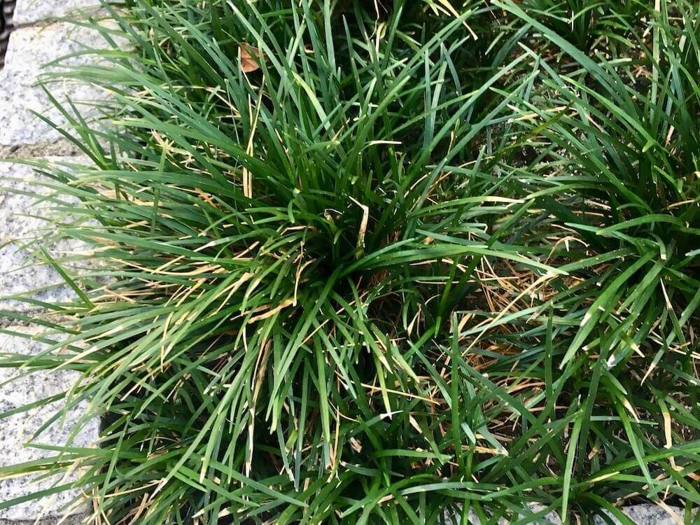 リュウノヒゲ　グランドカバー