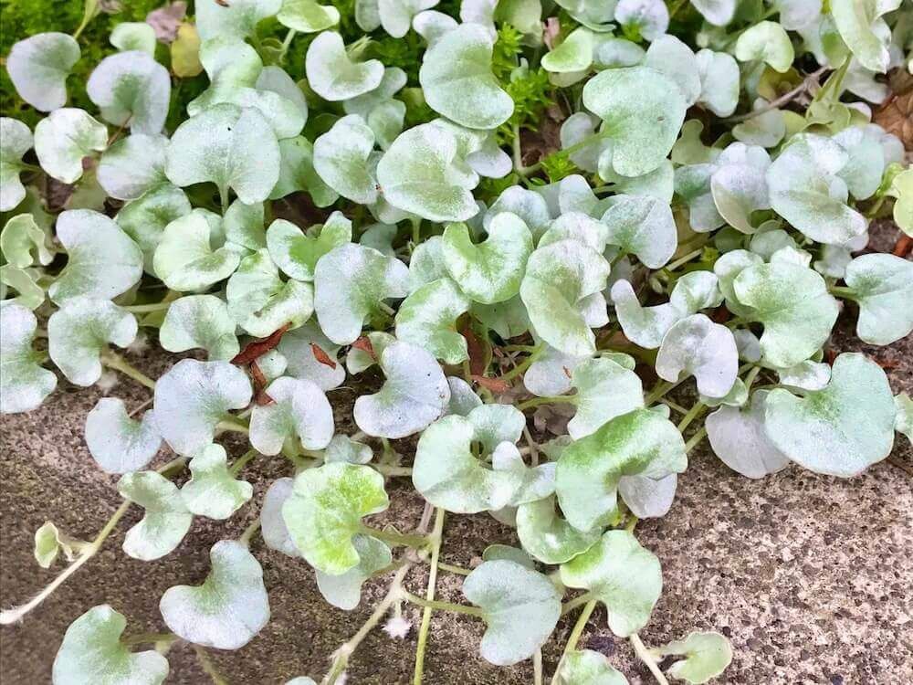 ディコンドラ　ダイコンドラ　グランドカバー