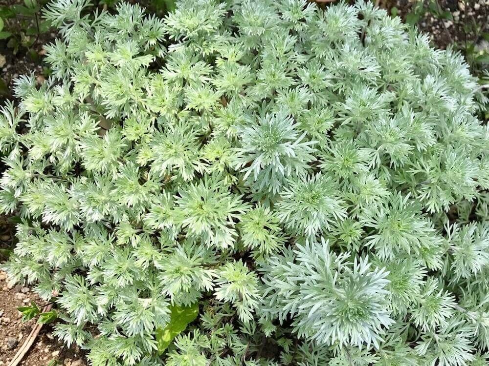 アサギリソウ　グランドカバー