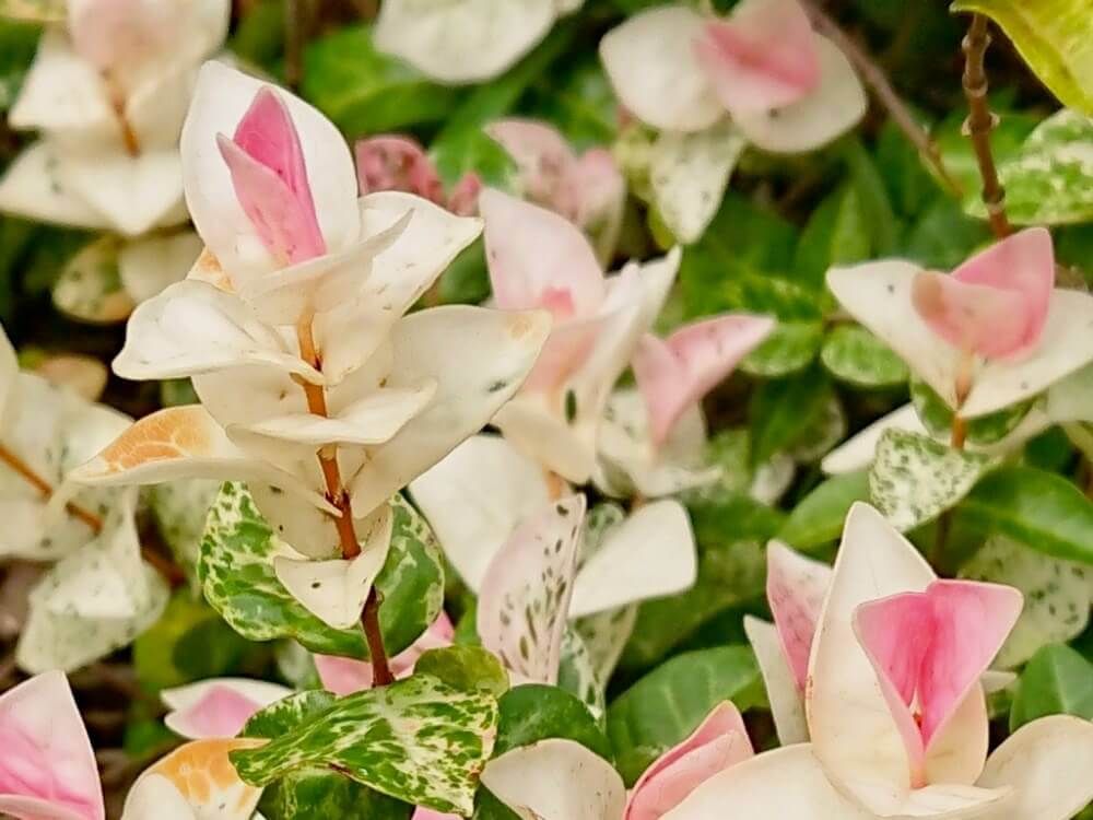 ハツユキカズラ　グランドカバー