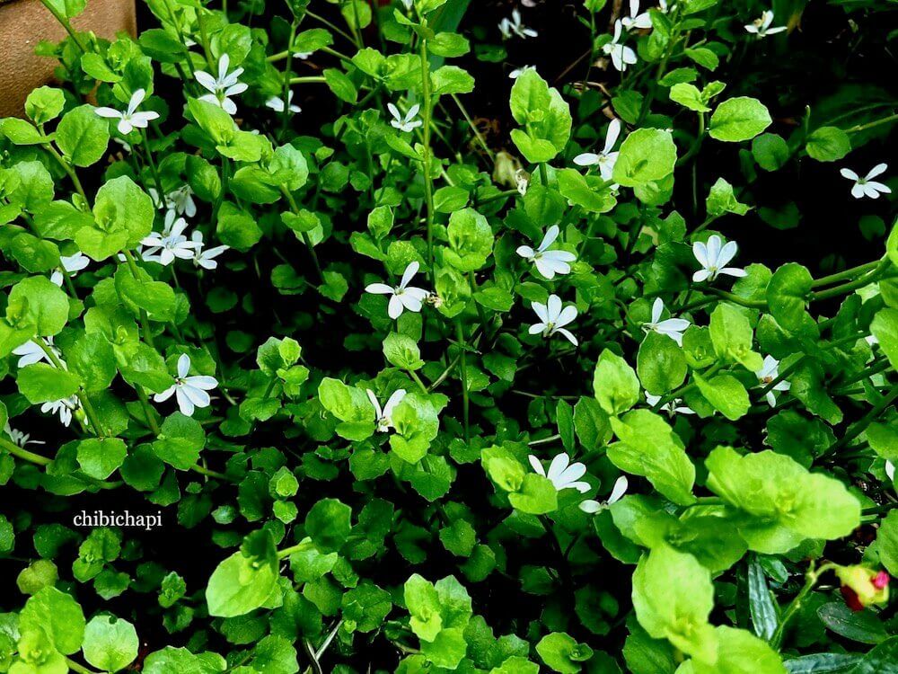 プラティア　グランドカバー