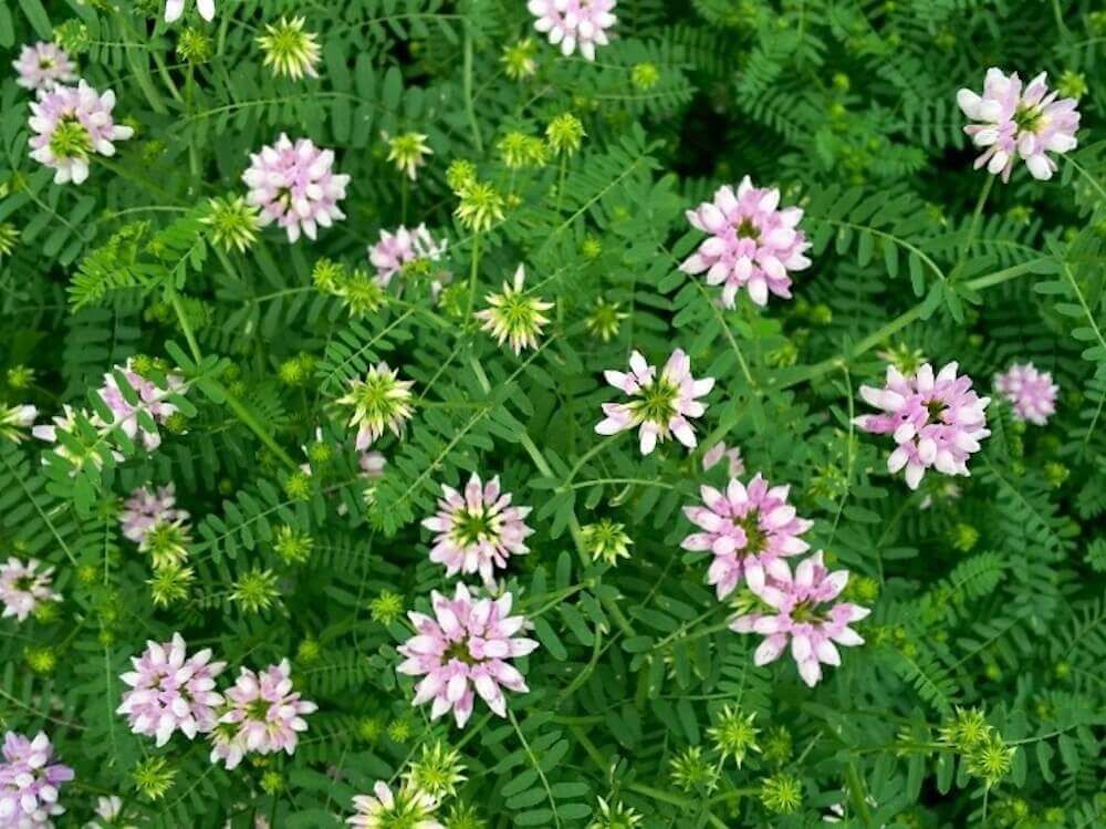 グランドカバー　ハーブ　クラウンベッチ