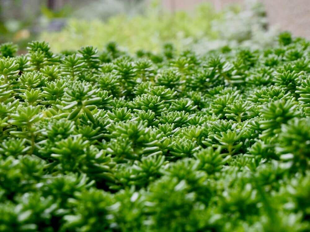 セダムセダム　多肉植物　グランドカバー